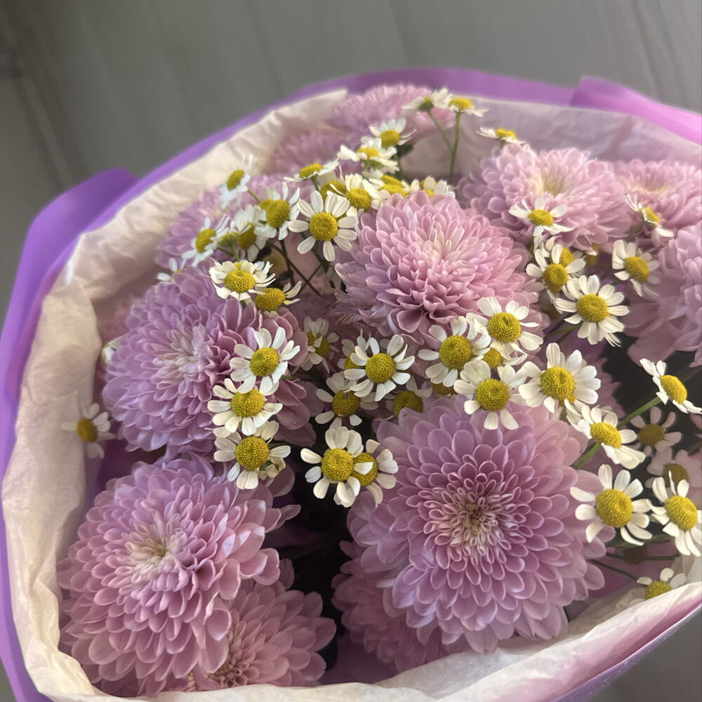💜Лавандовый бриз