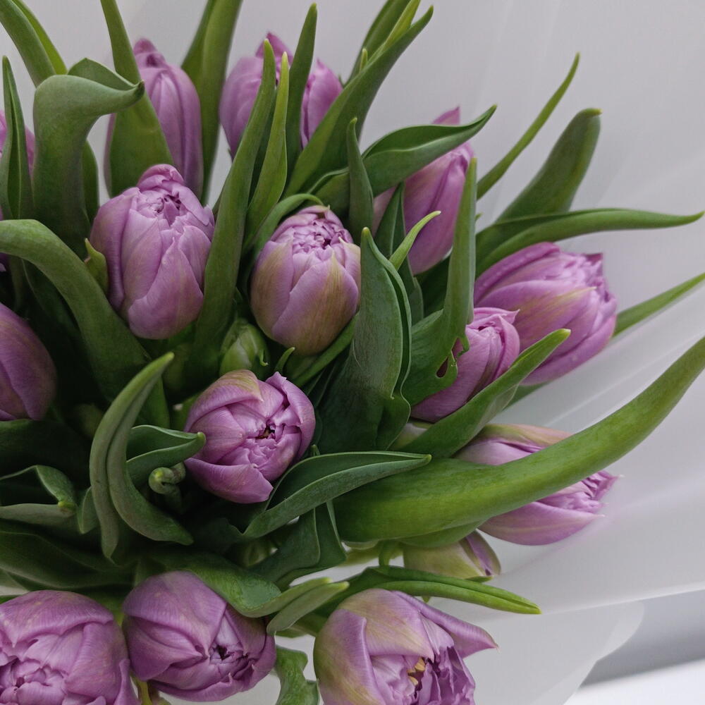 🌷Тюльпаны