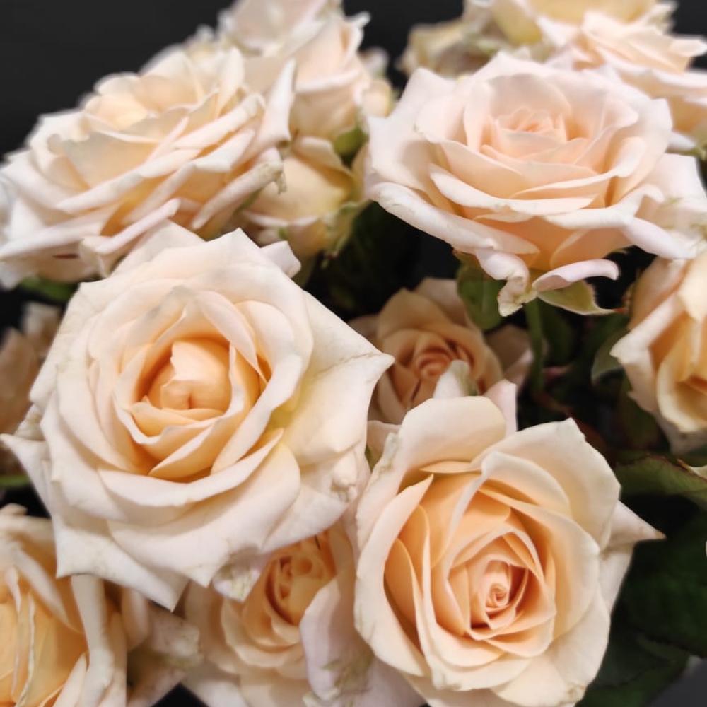 Bush Rose 5