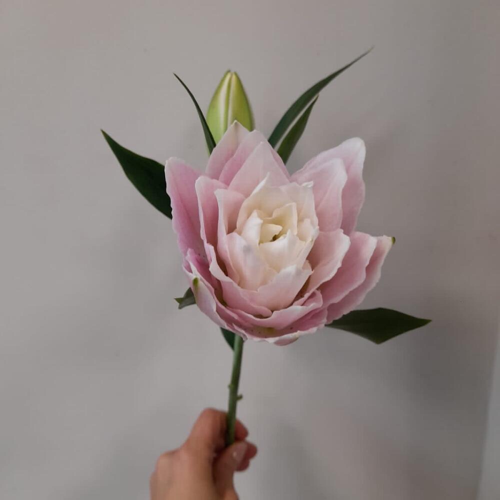 Lily Sarah, the peony-shaped lily