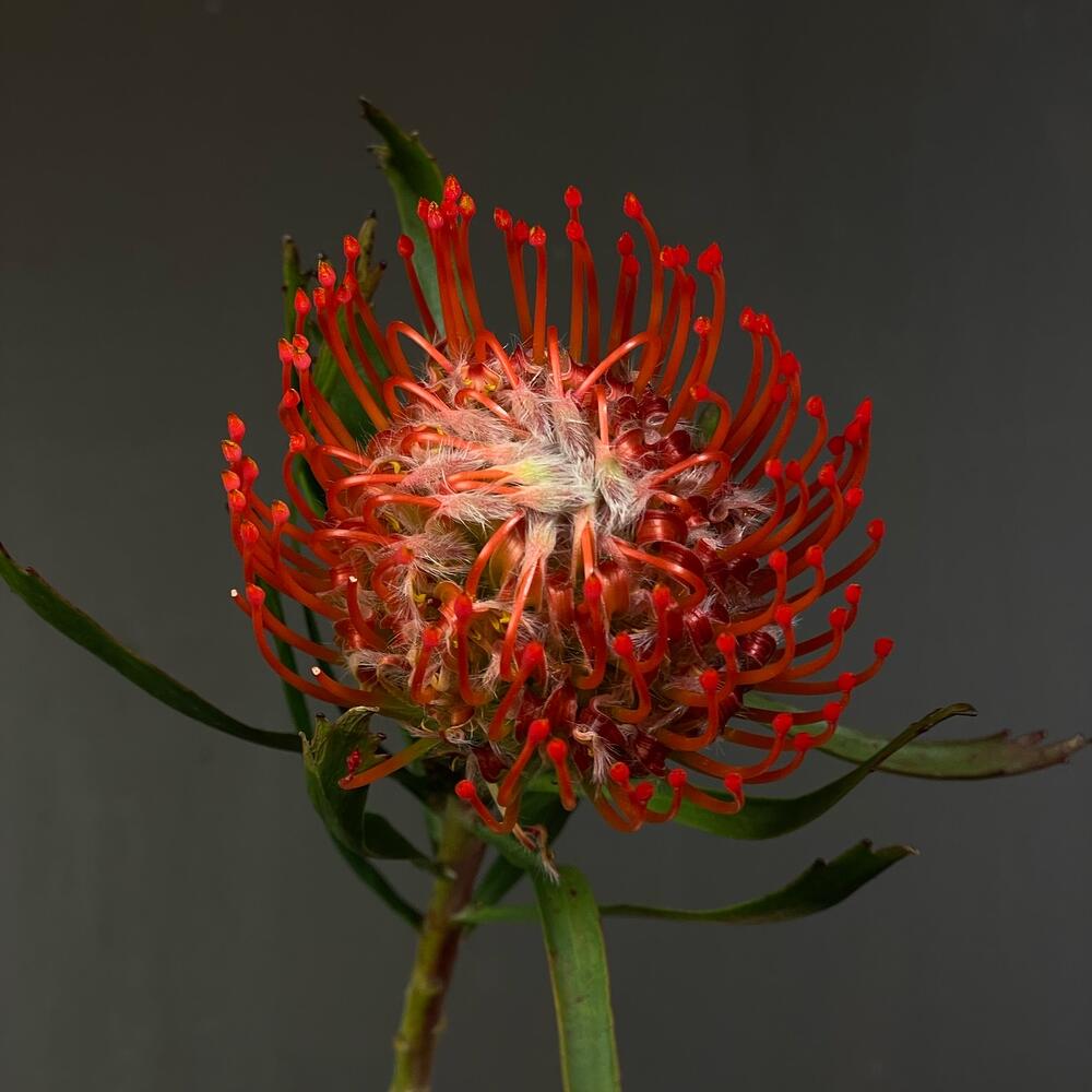 Leucospermum