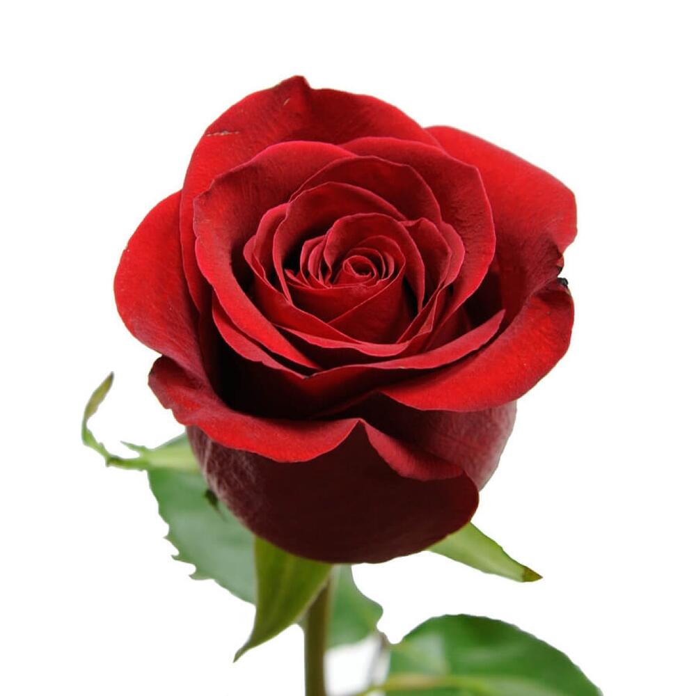 Роза Фридом 60 см, Цветы и подарки в Нижнем Новгороде, купить по цене 269  RUB, Цветы поштучно в •VERBA• с доставкой | Flowwow