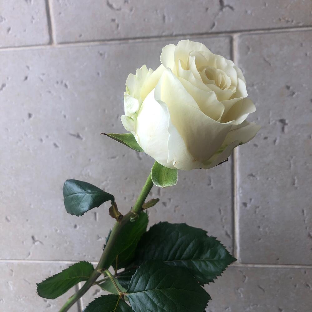 Роза Ивана