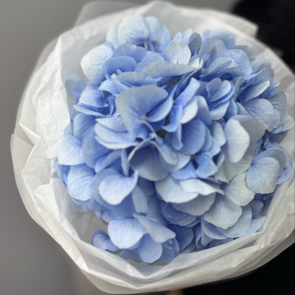 Нежность 💙 Гортензия