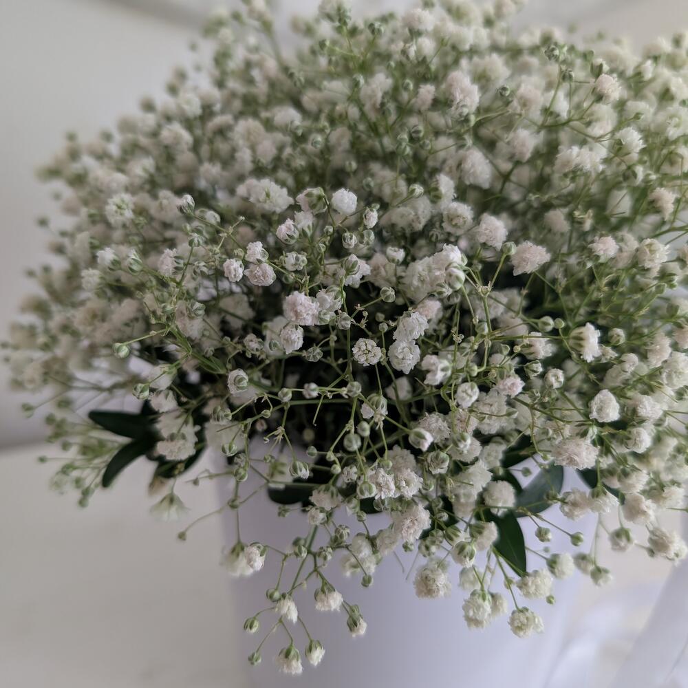 Гипсофила белая в коробке для девушки