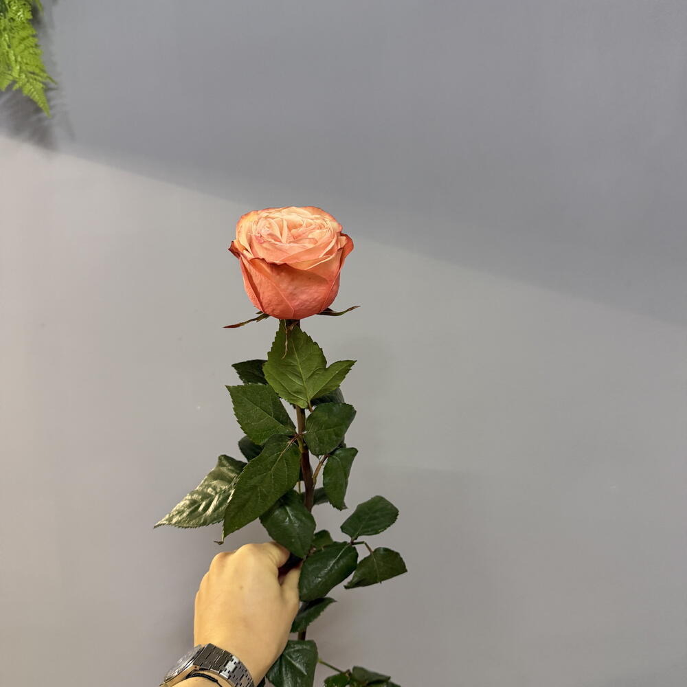 Роза "Кахала"