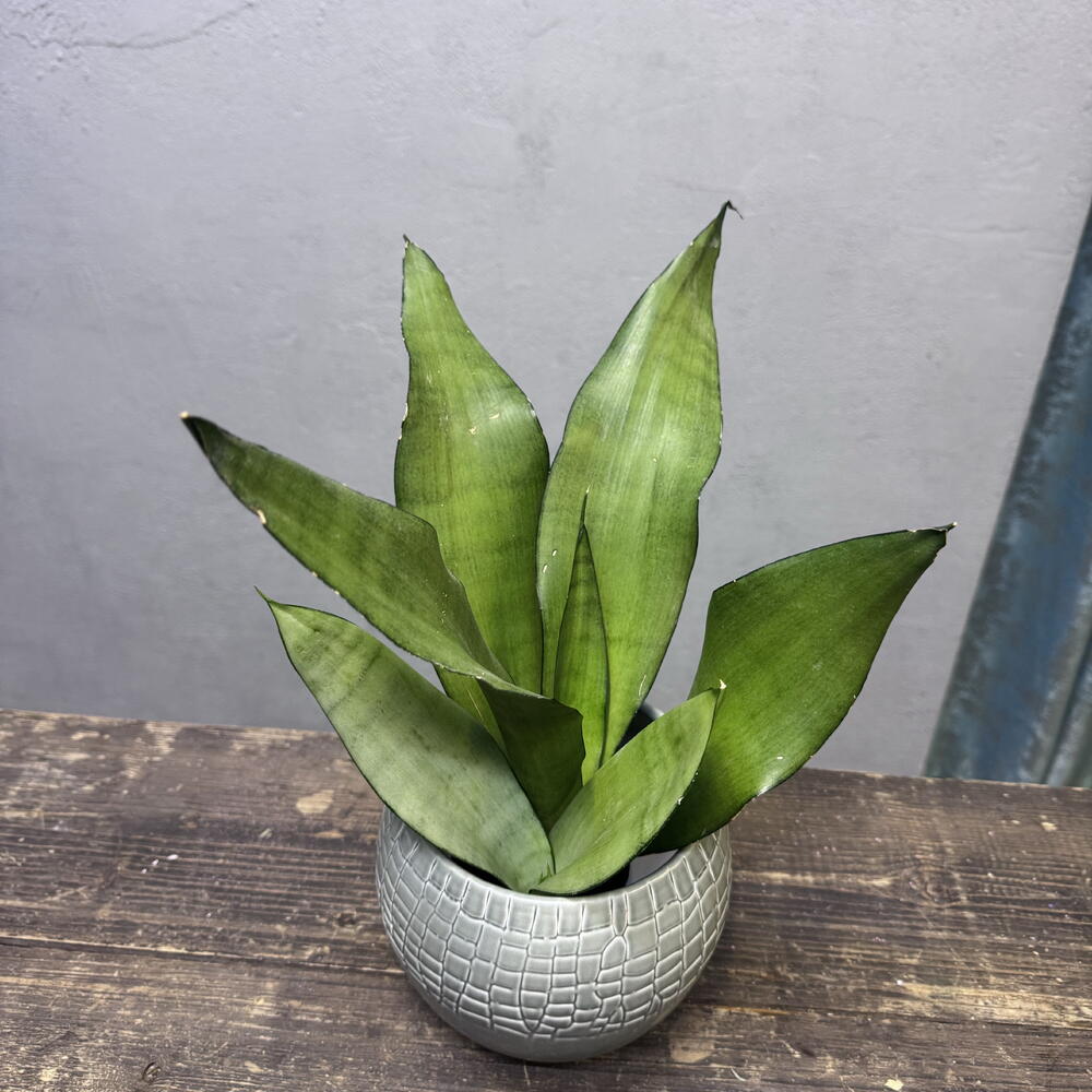 Комнатное растение Сансевиерия Муншайн (Sansevieria Moonshine)