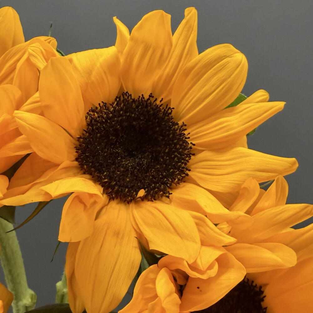Крупные подсолнухи 5 шт 🌻