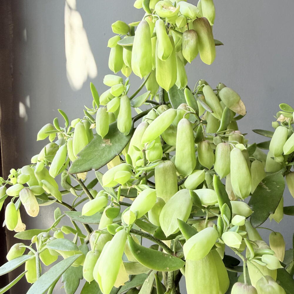 Каланхоэ Magic Bells