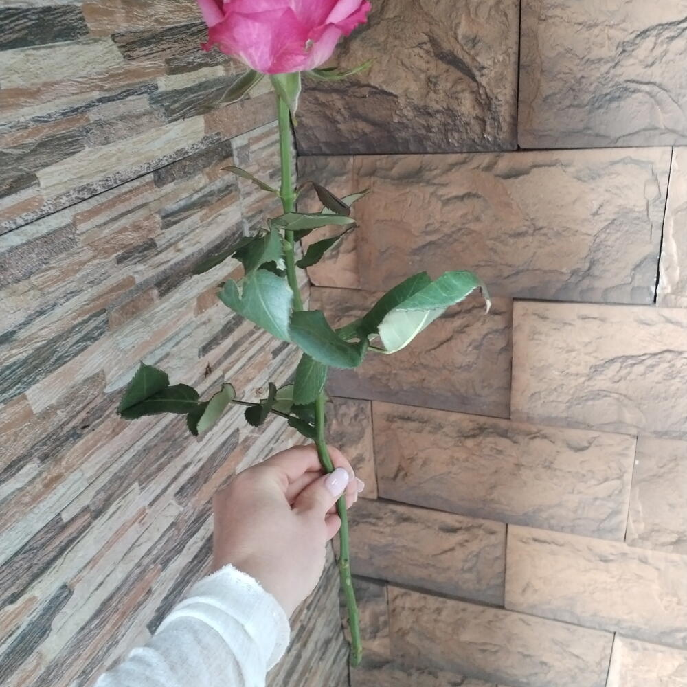 Роза Кантри Блюз