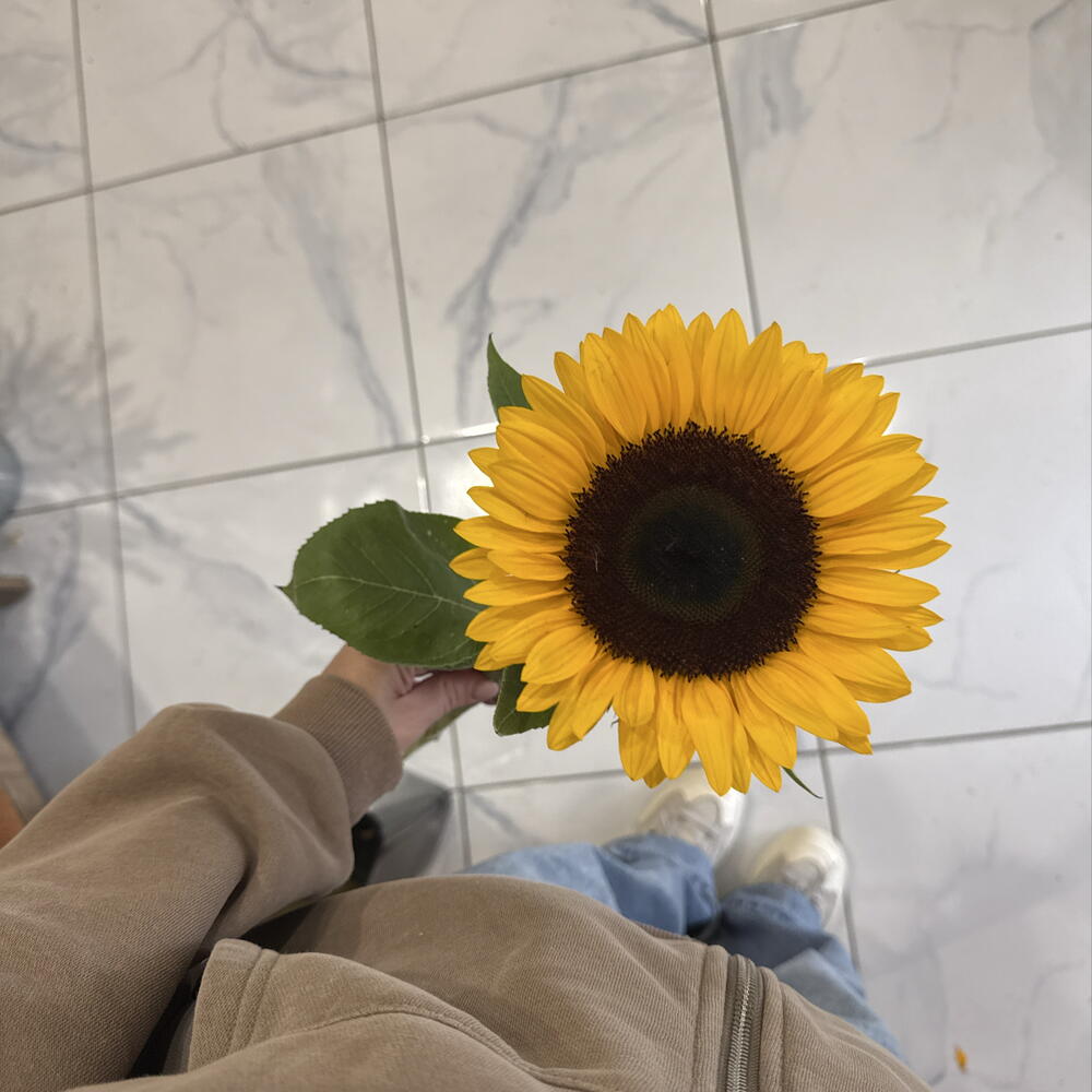 Подсолнух