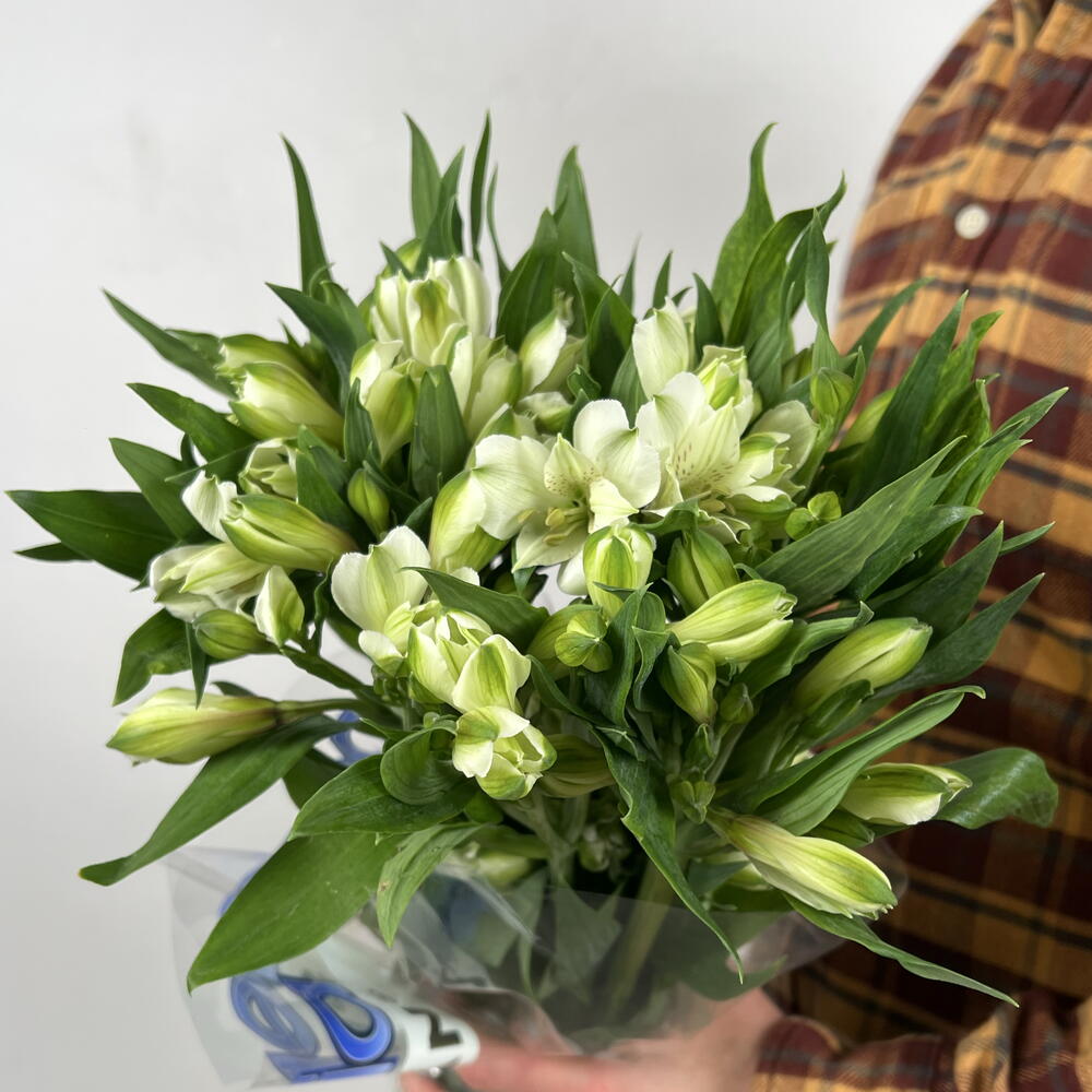 Пачка (10шт) альстромерия белая
