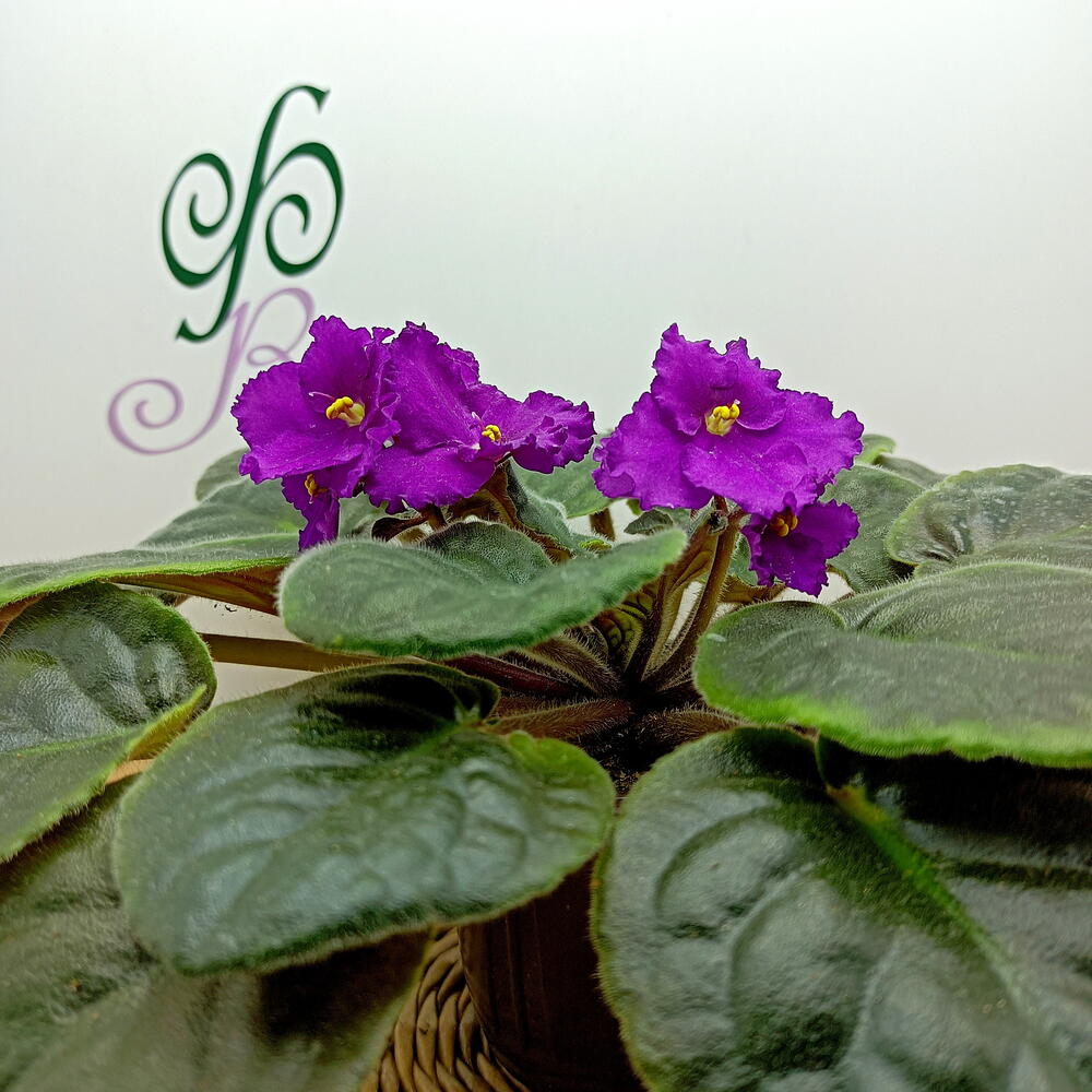 Фиалка (*5), сенполия