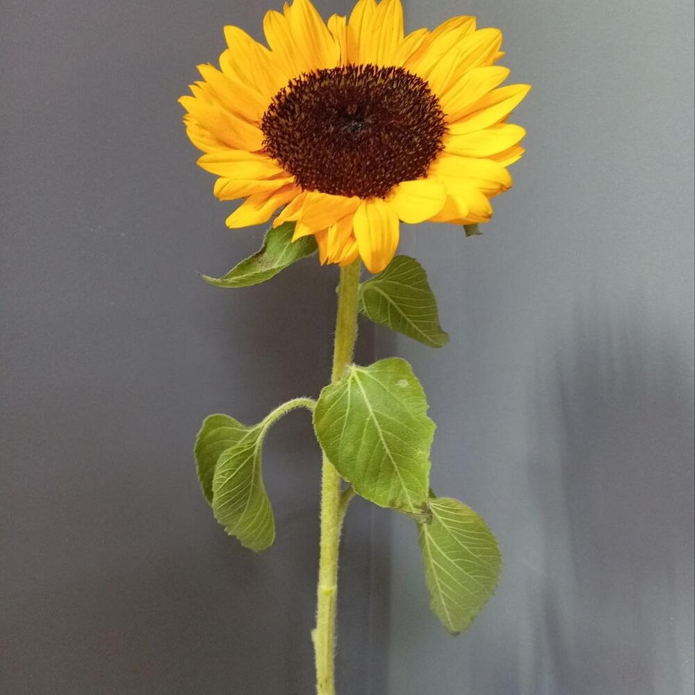 Подсолнух 🌻