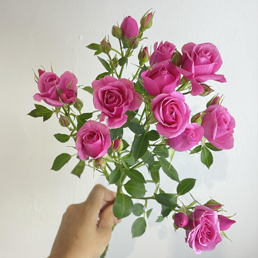 Роза кустовая 💕