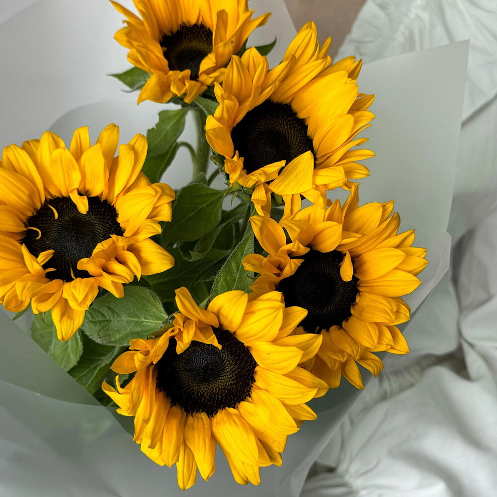 Подсолнухи🌻