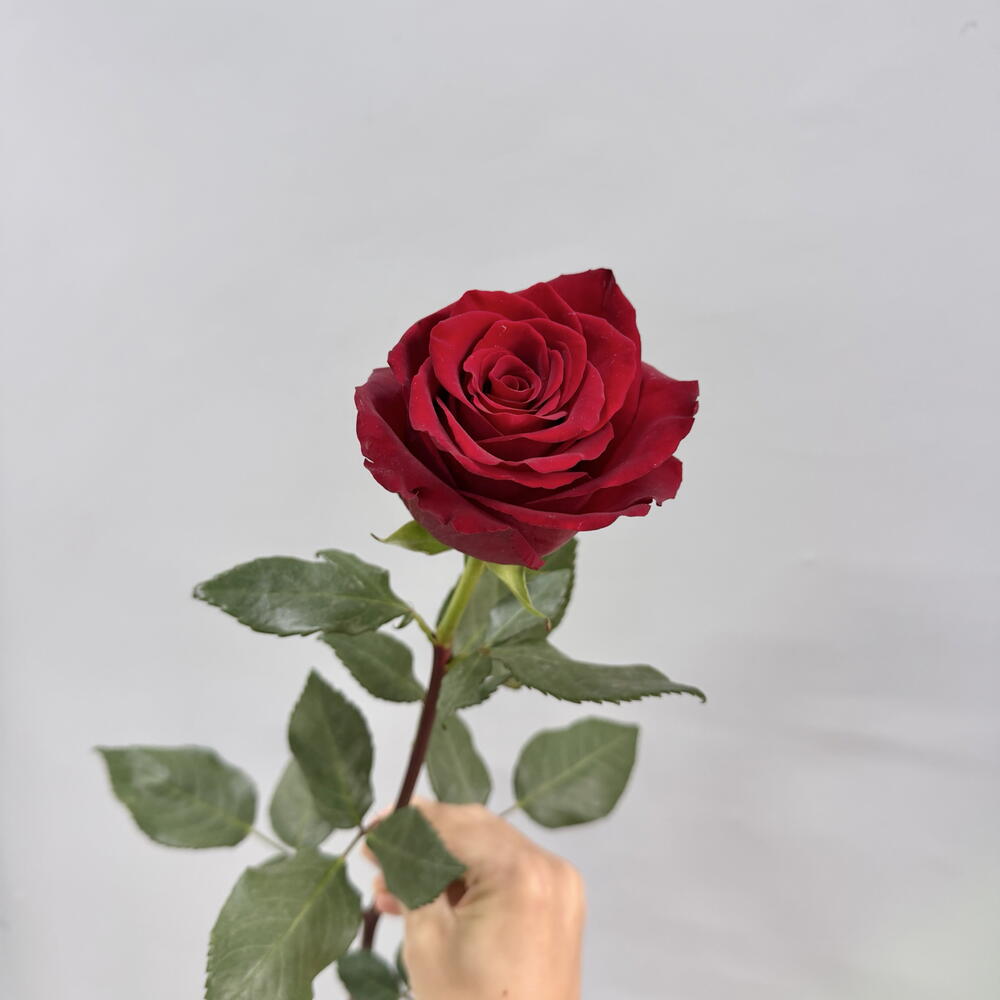 Роза красная