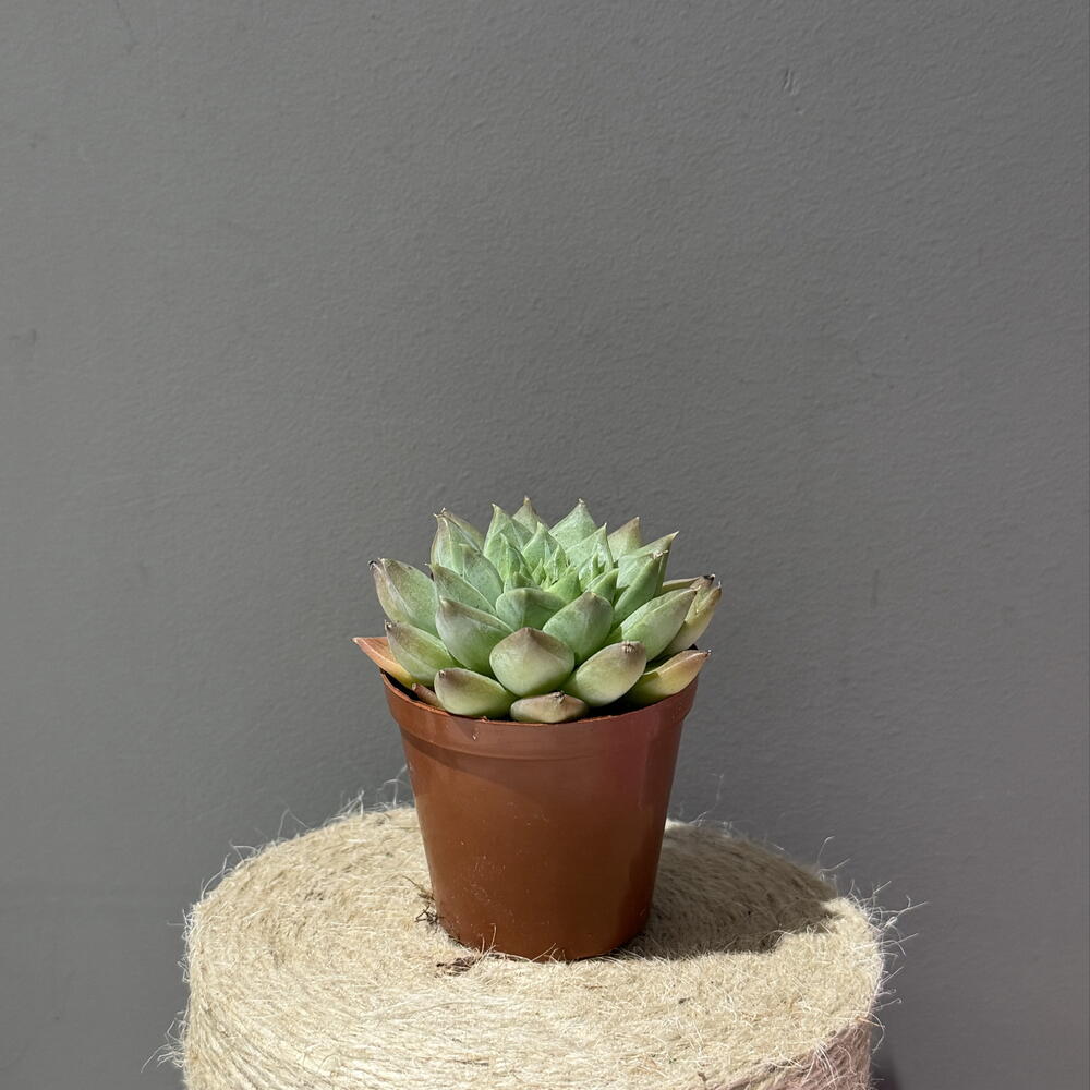 Кактус 🌵 Эхеверия (Echeveria)