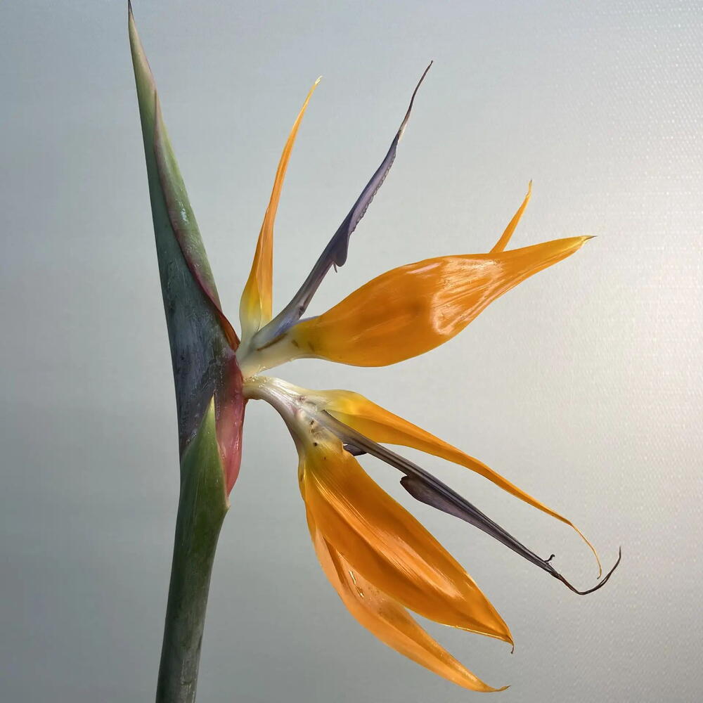 Стрелиция / Strelitzia