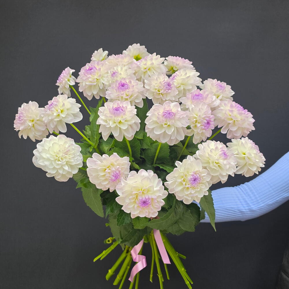 георгины 25 шт
