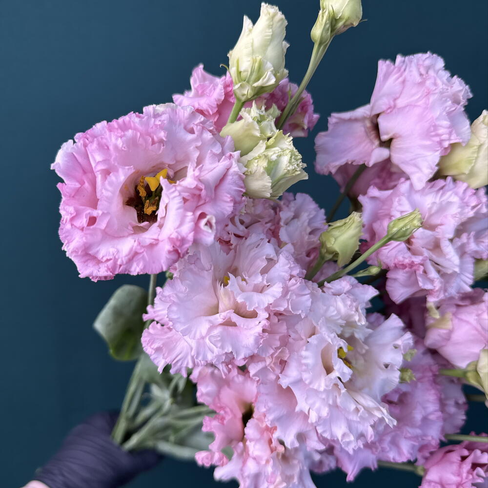 Букет-комплимент из эустомы под ленту 🎀