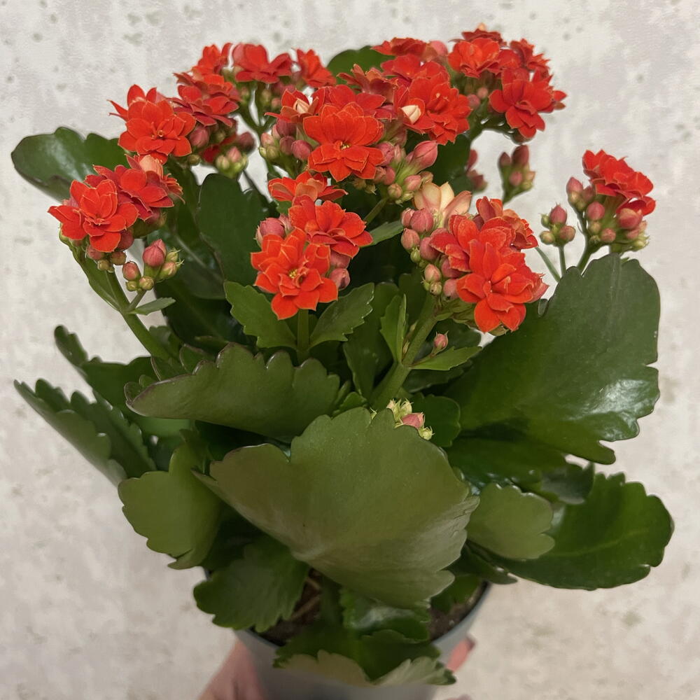 Каланхоэ Каландива
