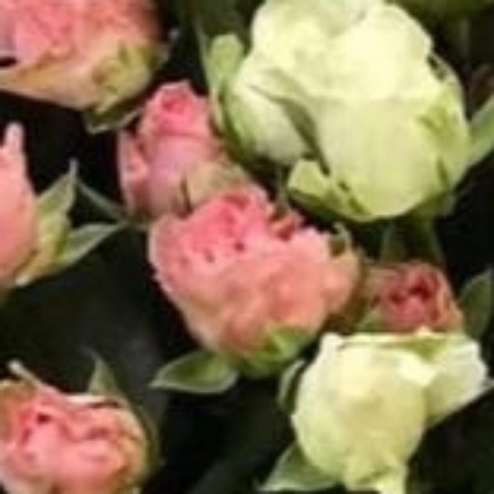 9 нежных розочек