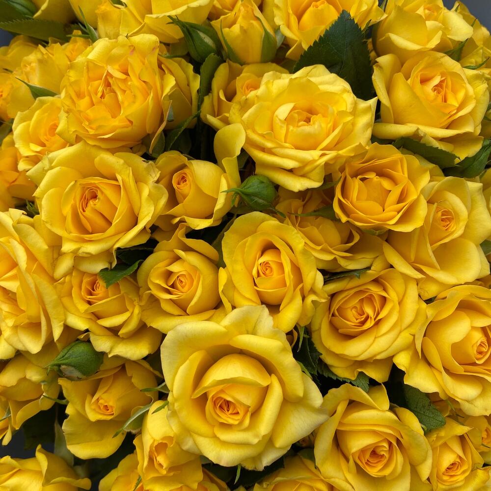 Yellow   Blue
