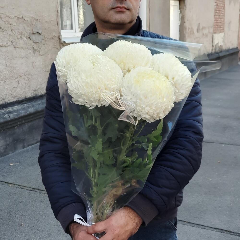 Хризантемы белые