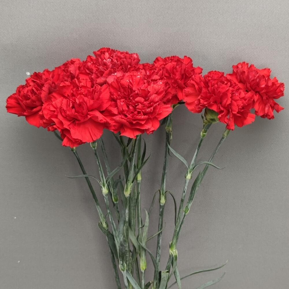 Гвоздика красная 9шт