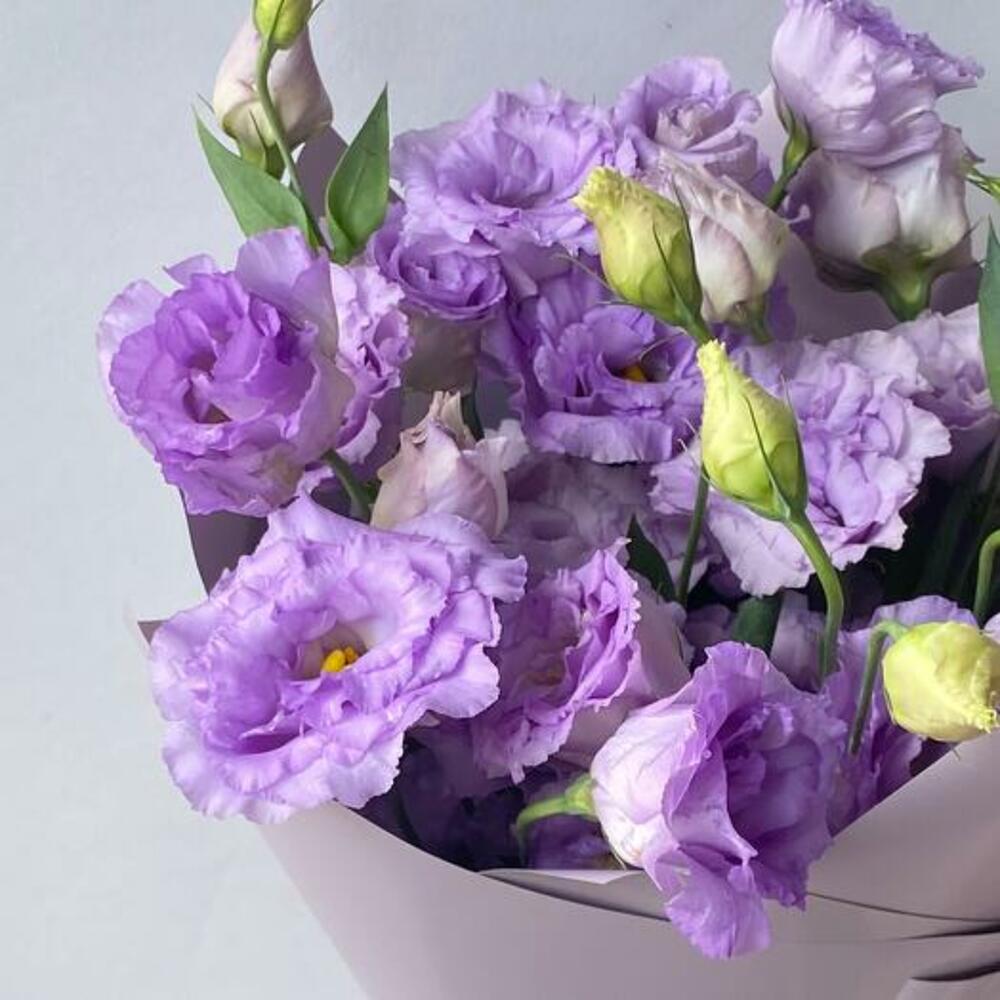Lavender Eustoma