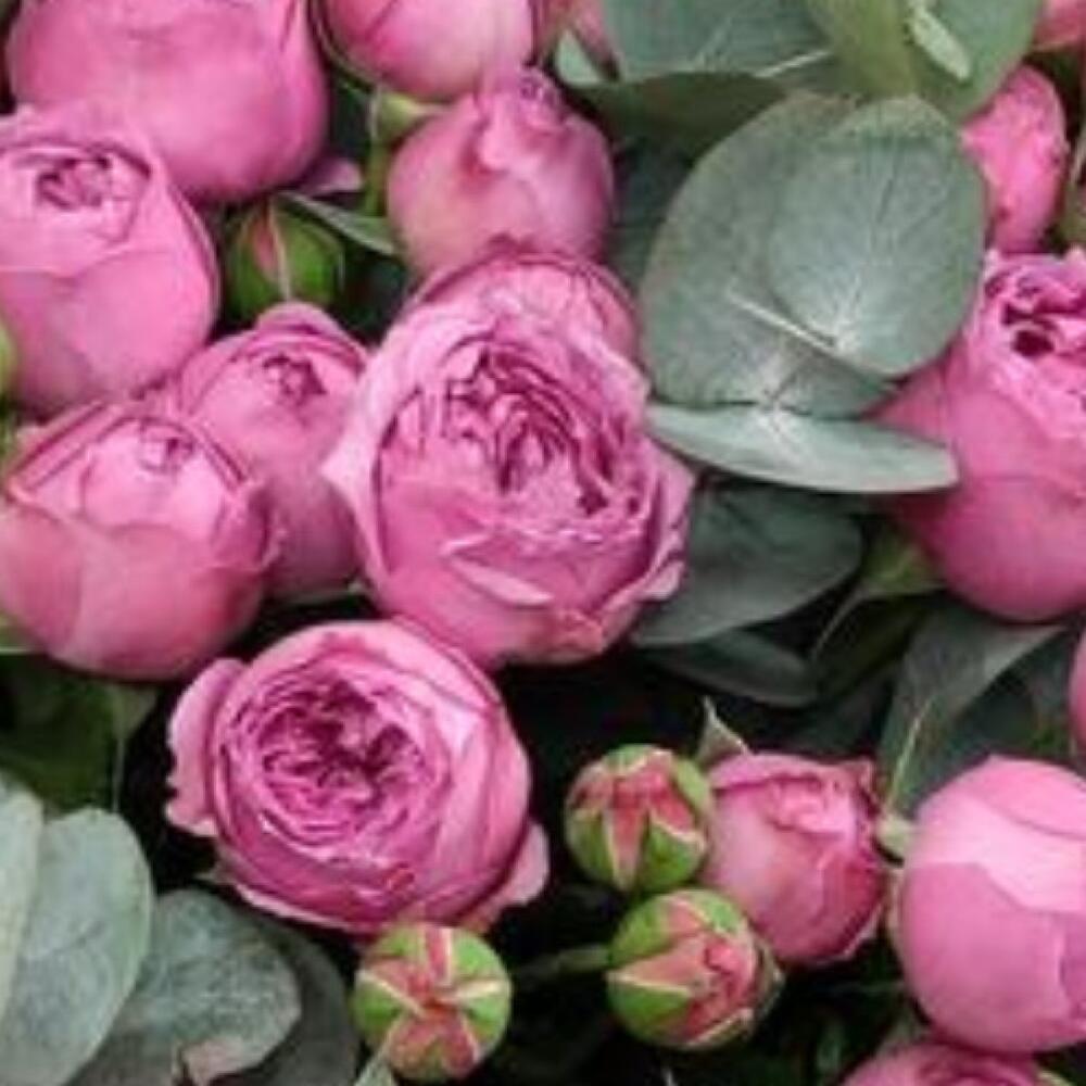 Rosa peonia con eucalipto