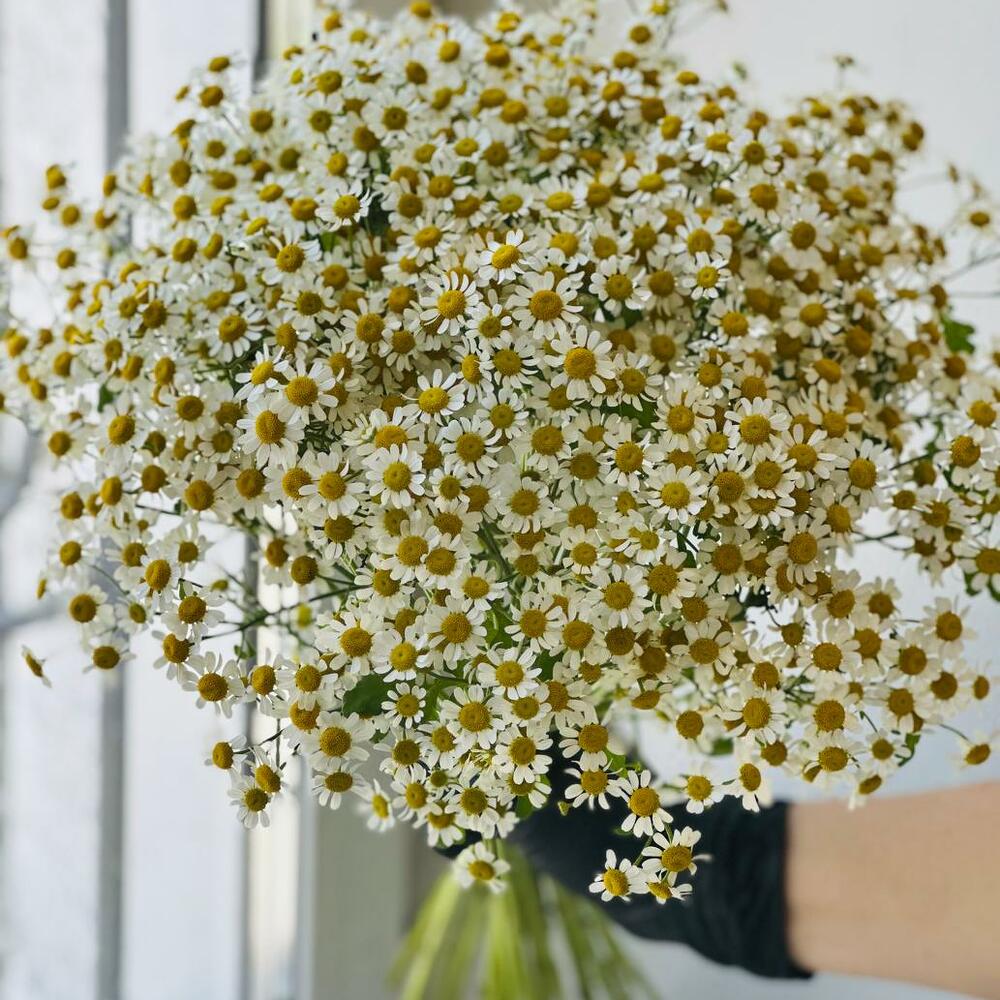 Букет из 23 ромашек