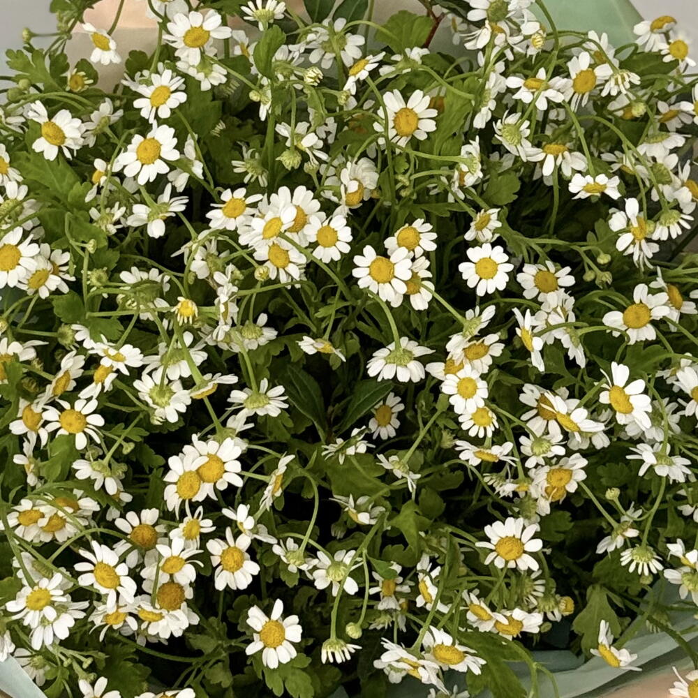 Монобукет Ромашек