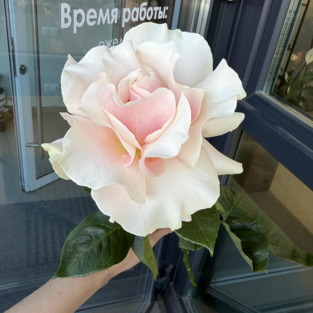 Французская роза розовая