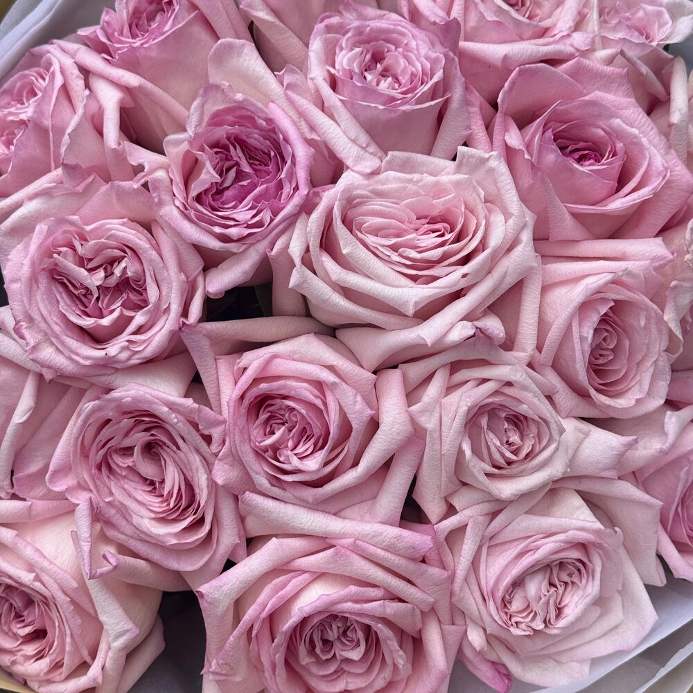 Tender Blush