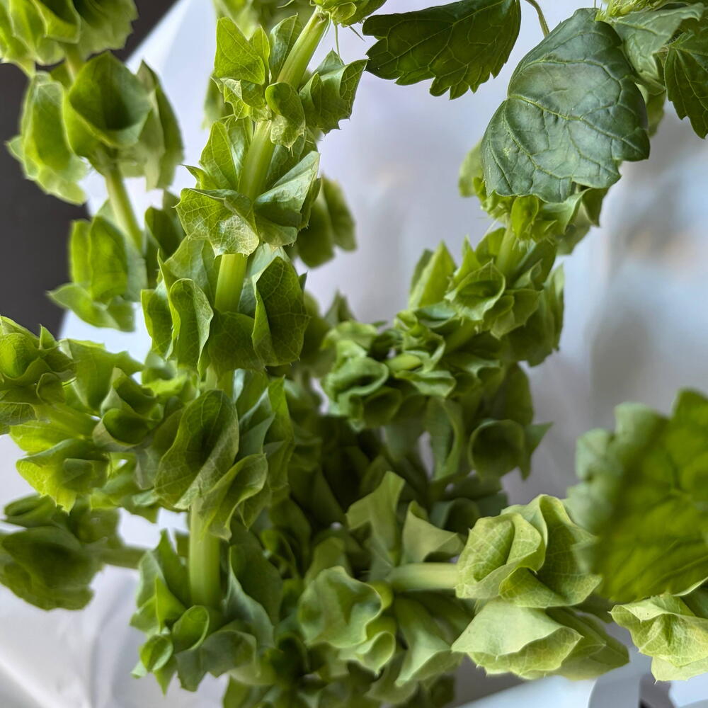 Зеленый моно букет: молюцелла 9шт