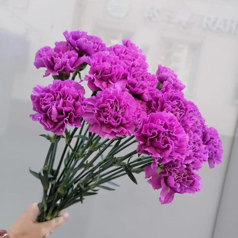 Гвоздика 15 штук