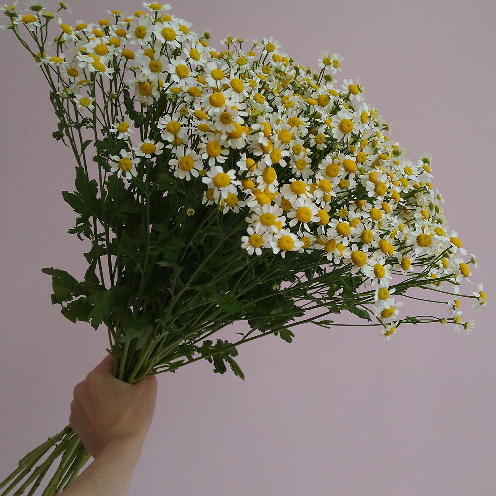 Ромашка (танацетум)