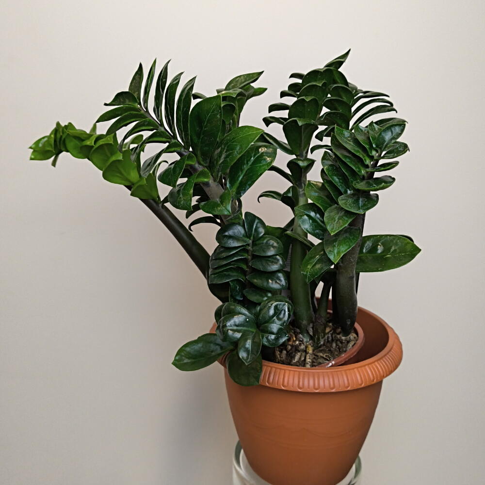 Замиокулькас Занзи🌱
