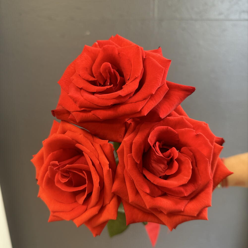 3 алые розы 🌹