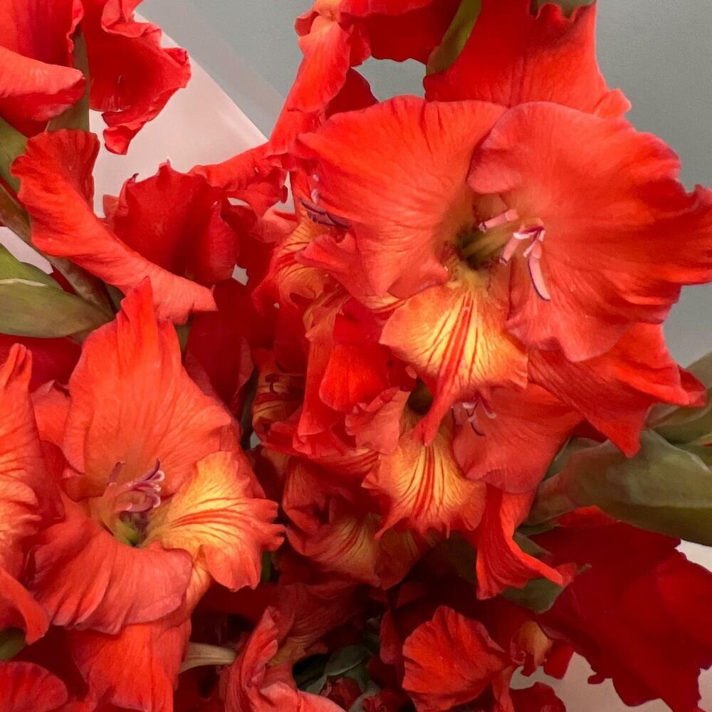 Алые гладиолусы 7 шт 🌹