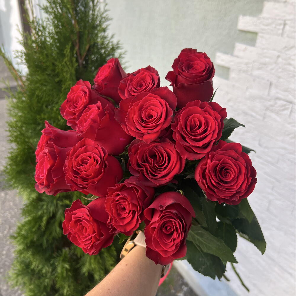 Розы Родос под ленту 🌹 15 шт