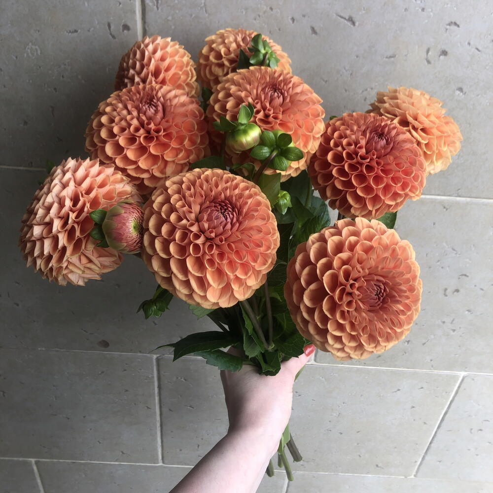 Георгины🌼🌼🌼🌼