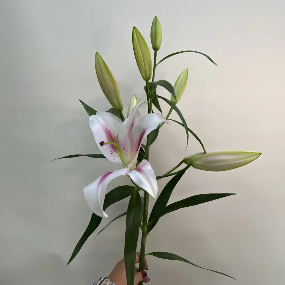 Лилия Флора / Flora