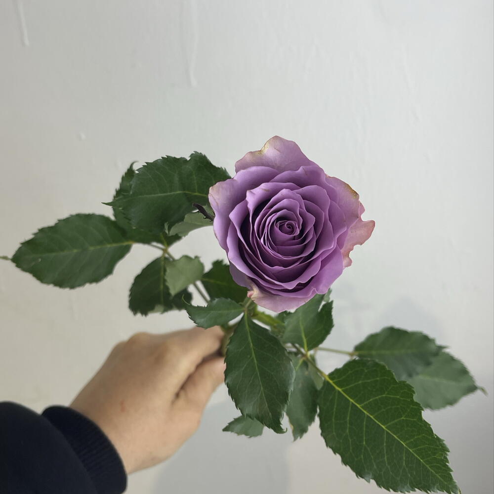 Розы фиолетовые 💜