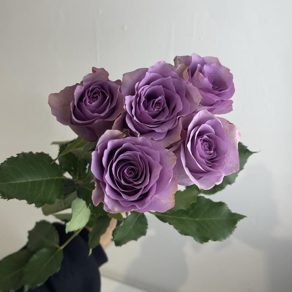 Розы фиолетовые 💜 5