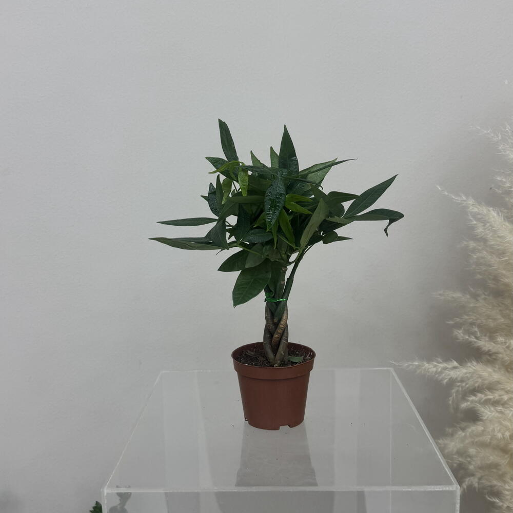 Pachira aquatica spiral 25 cm