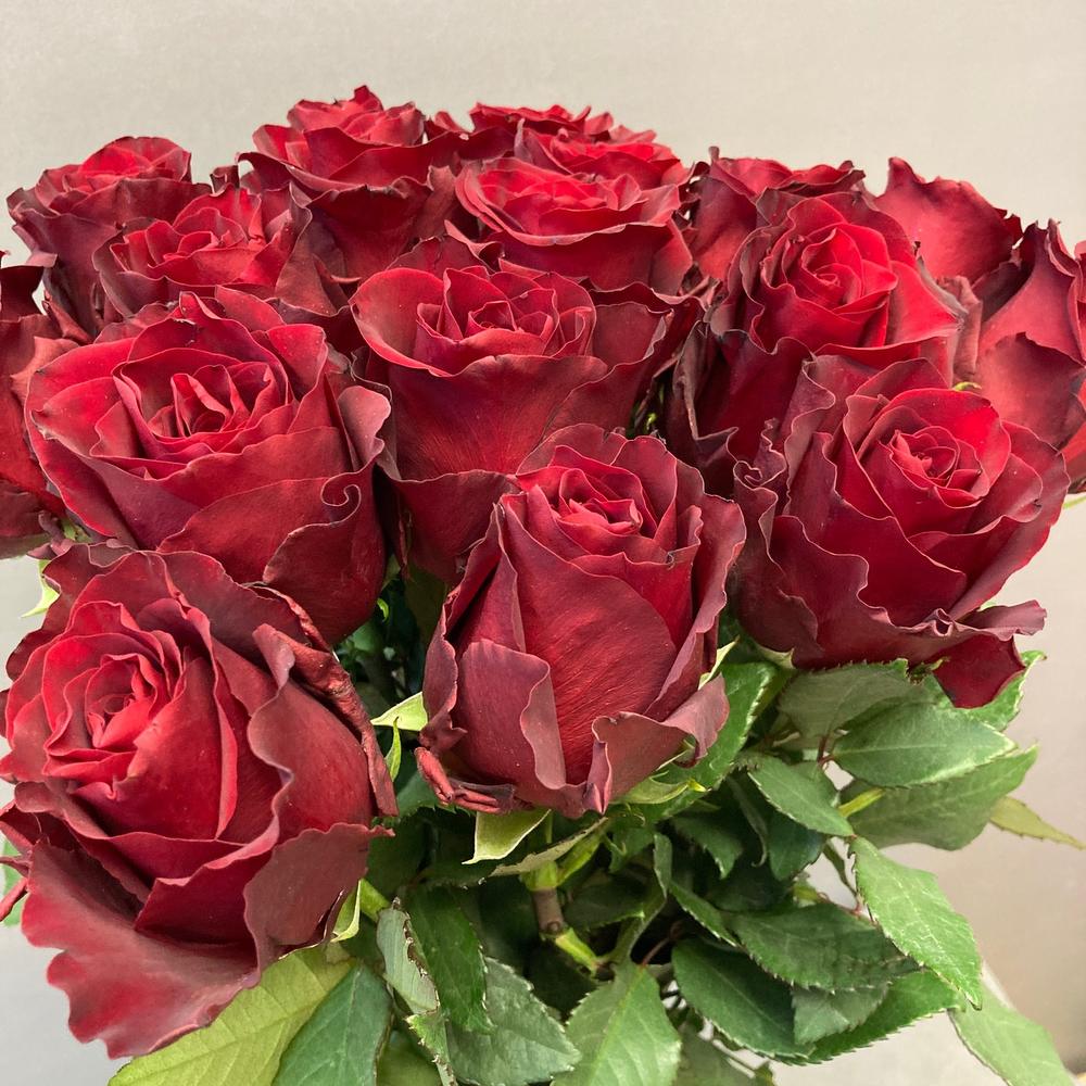 17 rosas rojas