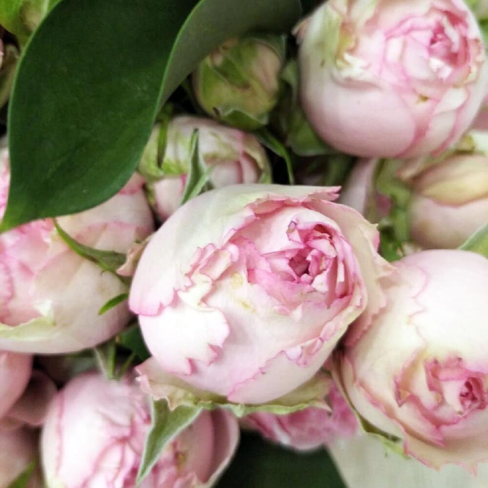 Garden Rose Mix